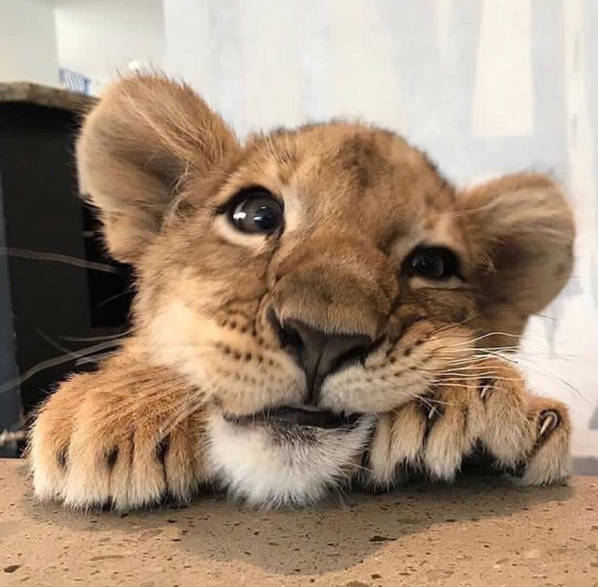 Домашний Львенок