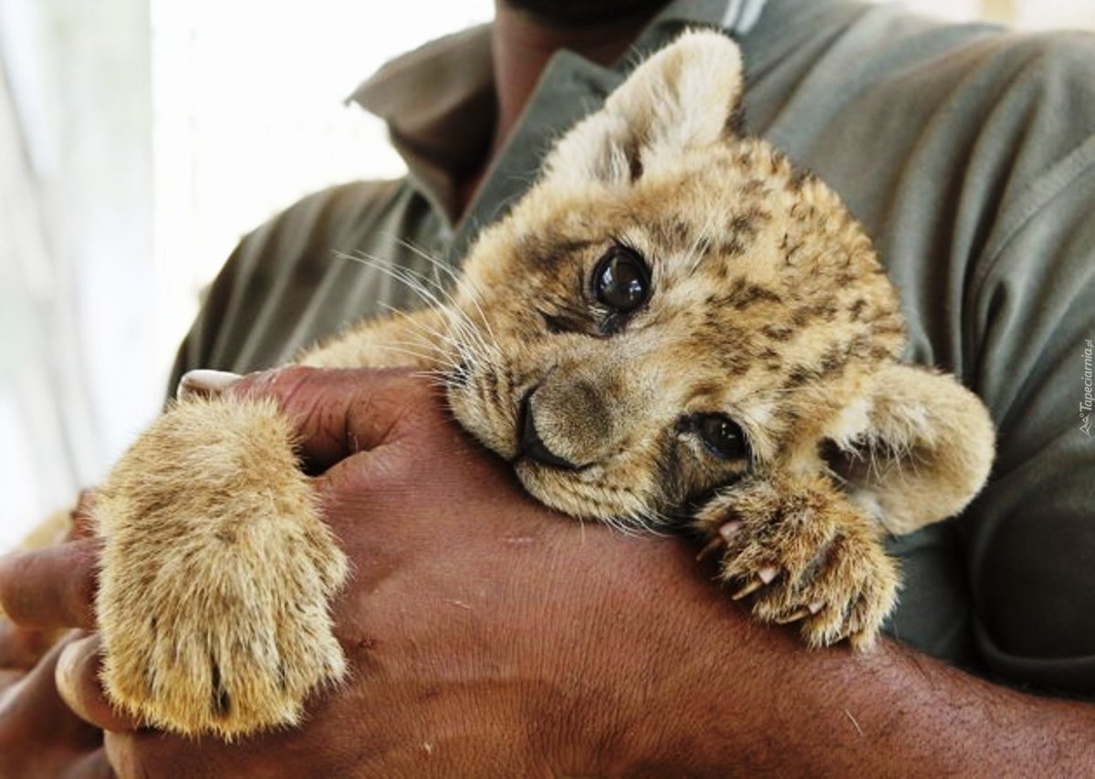 Самые милые львята