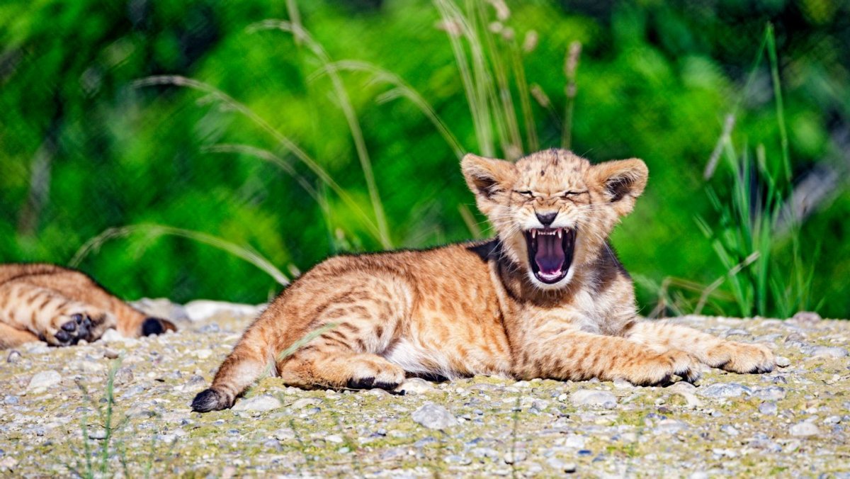 Львенок рычит