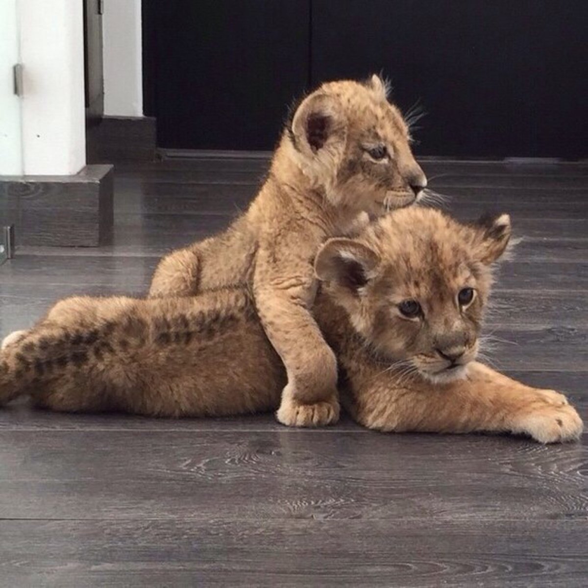 Львенок Эстетика