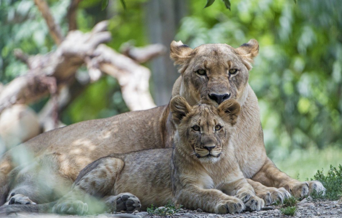 Львица и Львенок