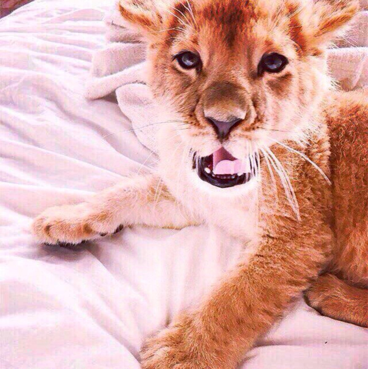 Львенок аватарка