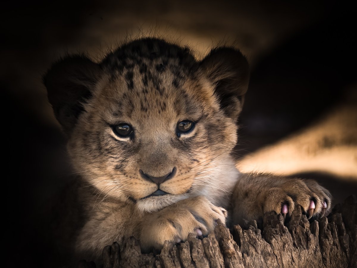 Маленький Львенок