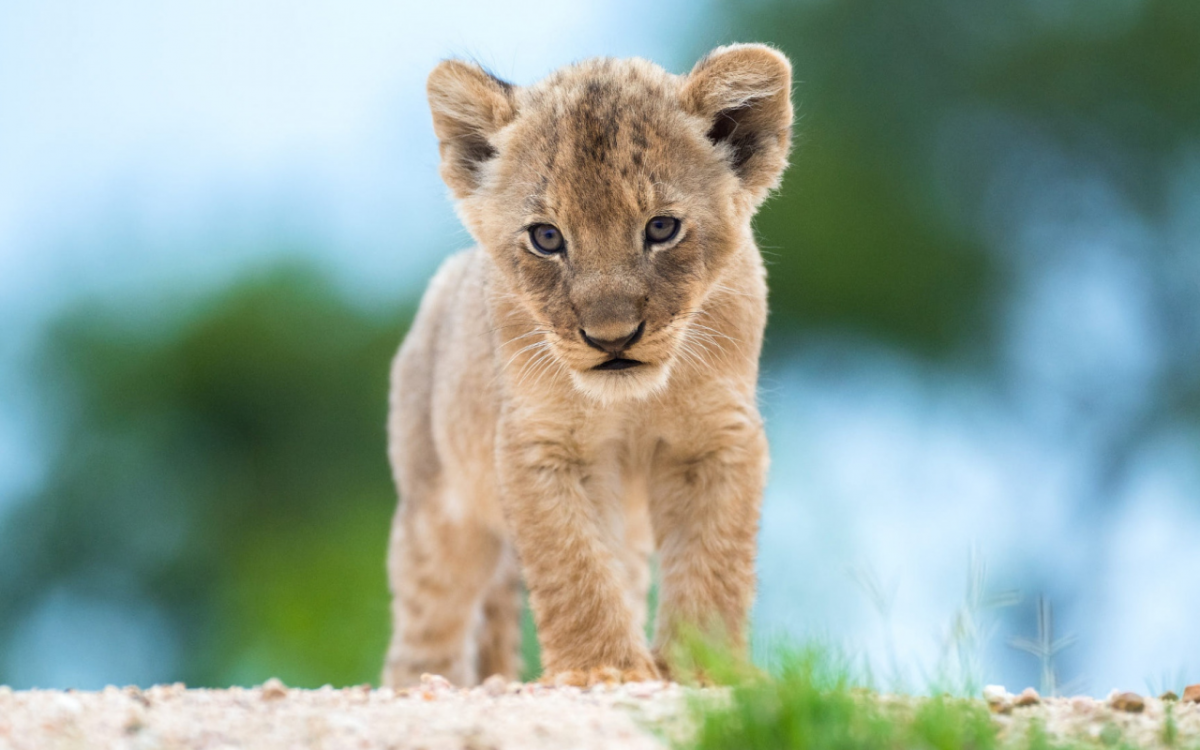 Домашний Лев маленький