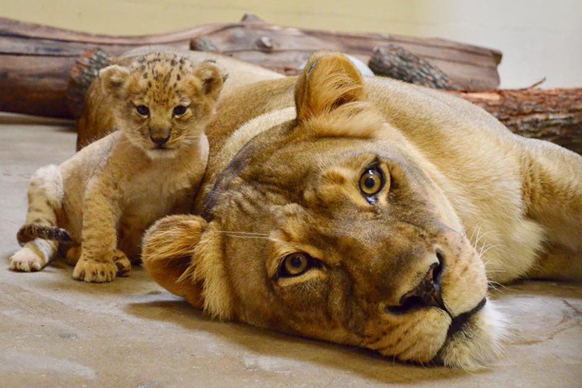 Король Лев фильм 2019 львицы