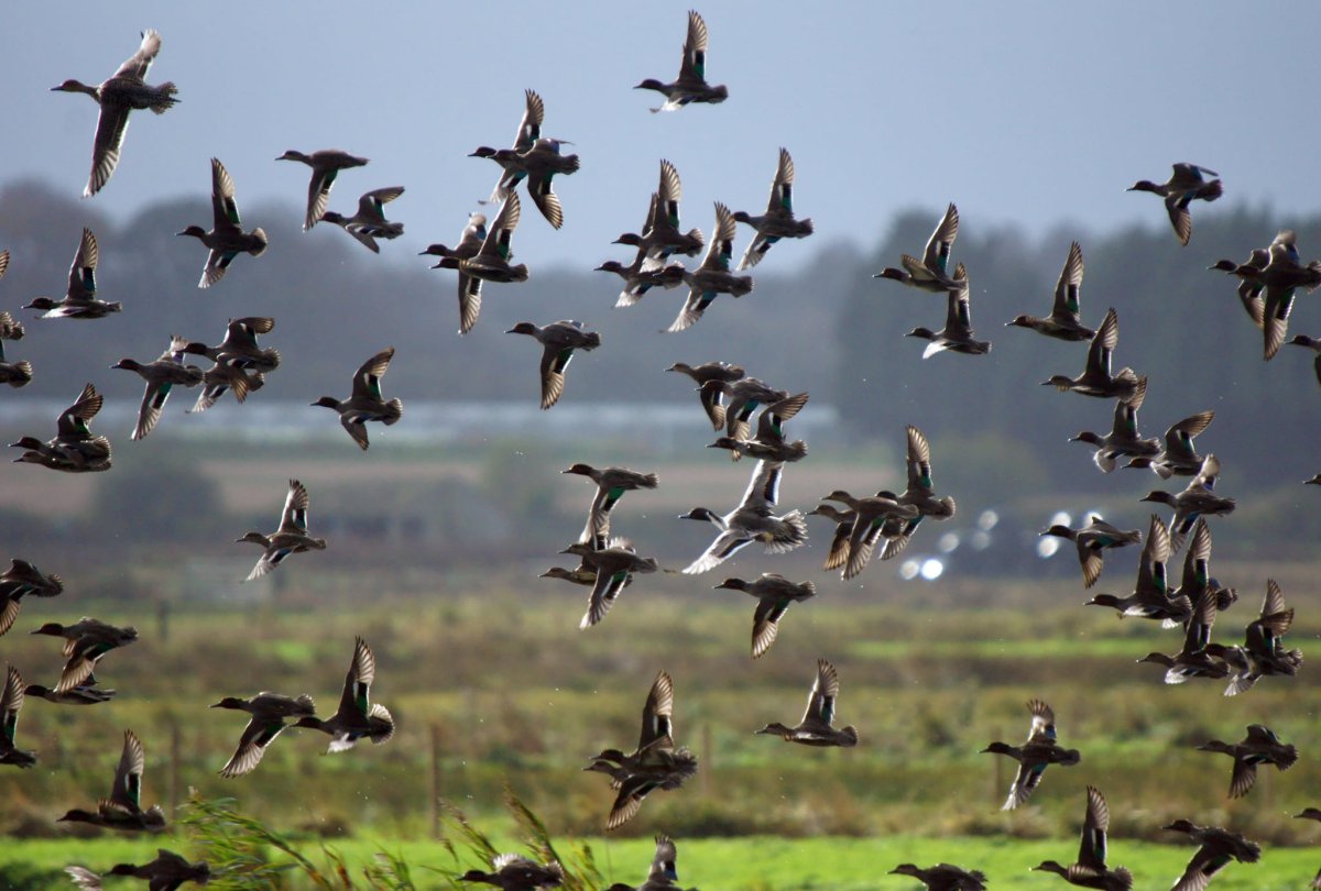 Наблюдение за перелетными птицами