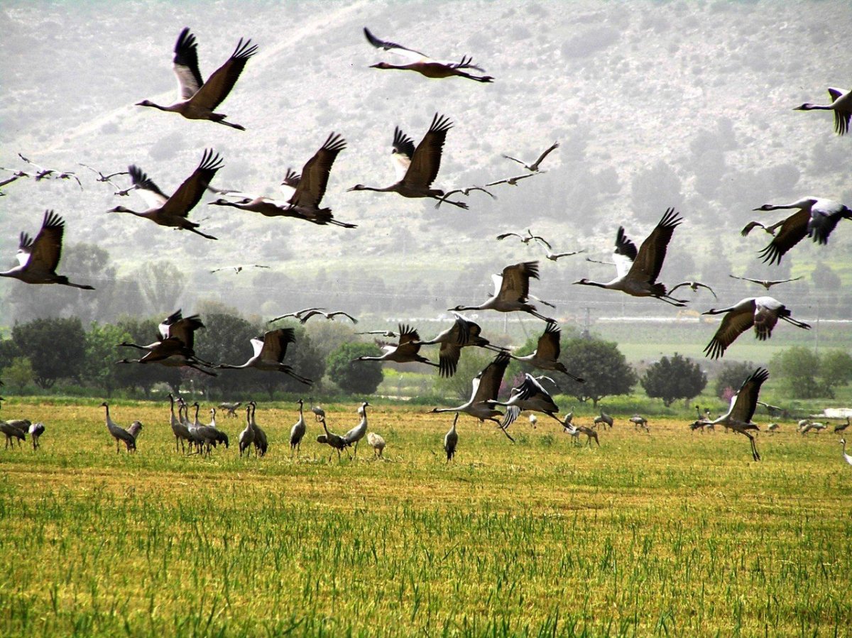 Перелётные птицы ултают на Юг