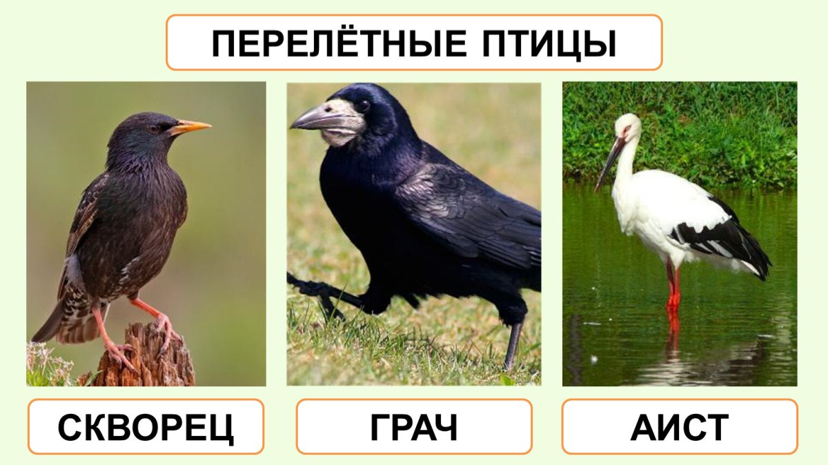 Перелетные птицы