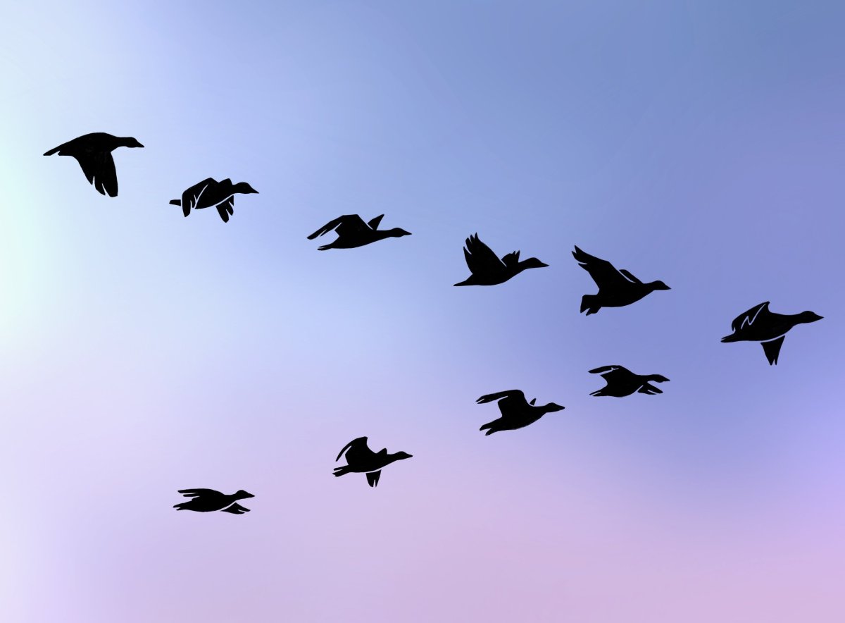 Заставка перелётные птицы