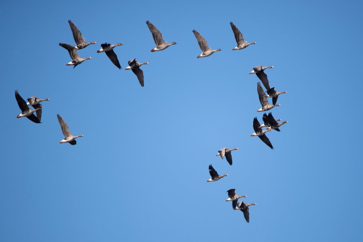 Возвращение перелетных птиц весной