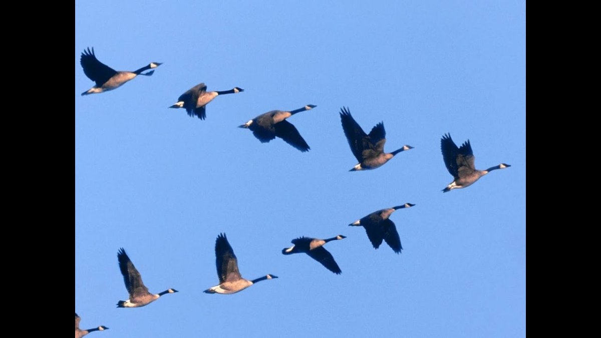 Птички улетели в теплые края