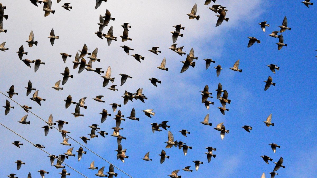 Стая ласточек