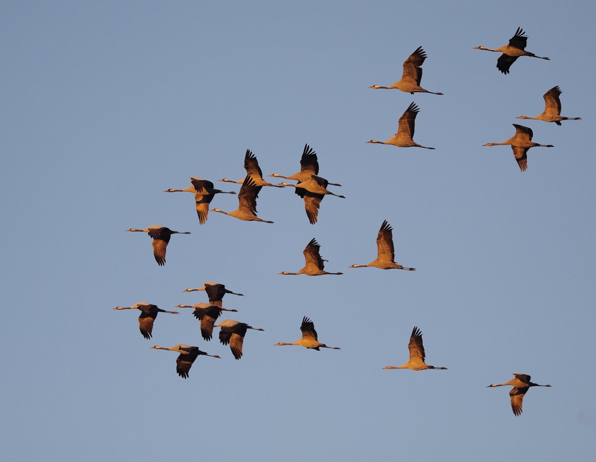 Миграция перелётных птиц