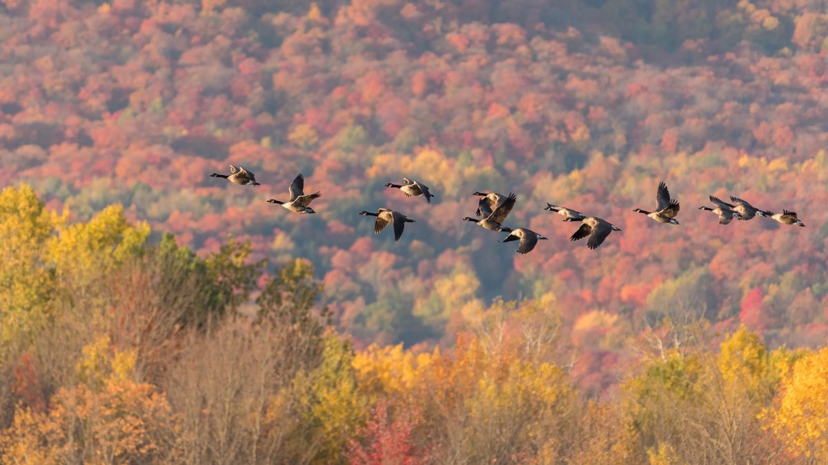 Гуси перелетные птицы Клин