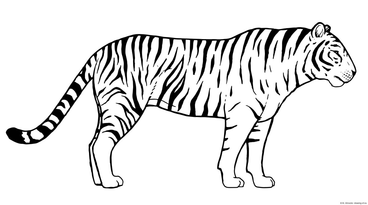 Картинки тигров для срисовки