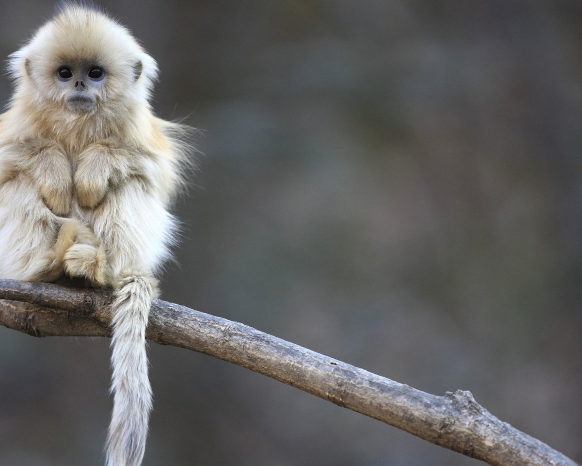 Курносая обезьяна Гималаи