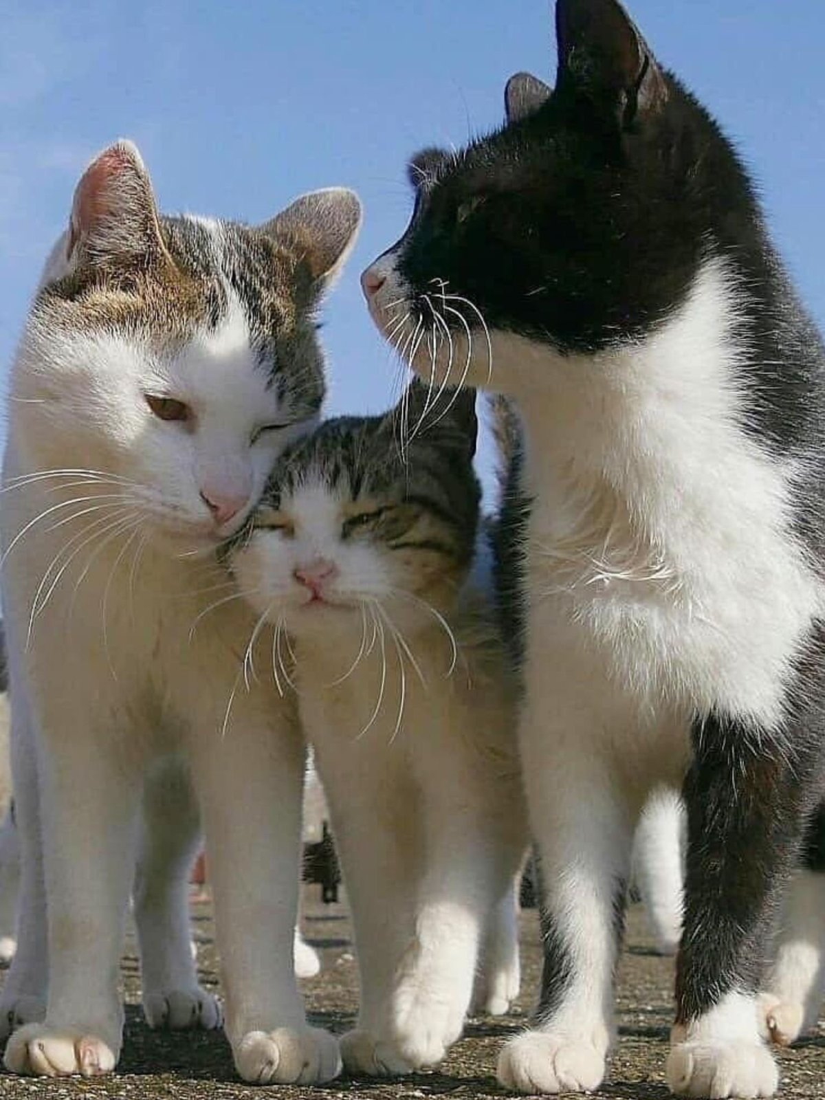 Кошачья семья