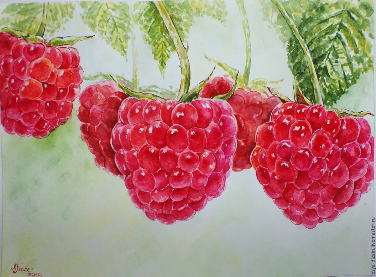 Малина акварель