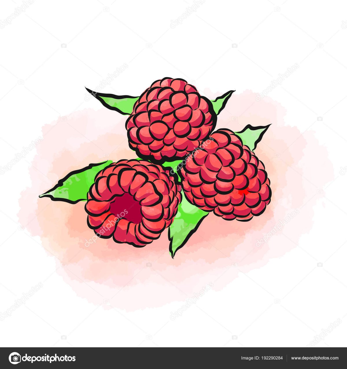 Малина для срисовки