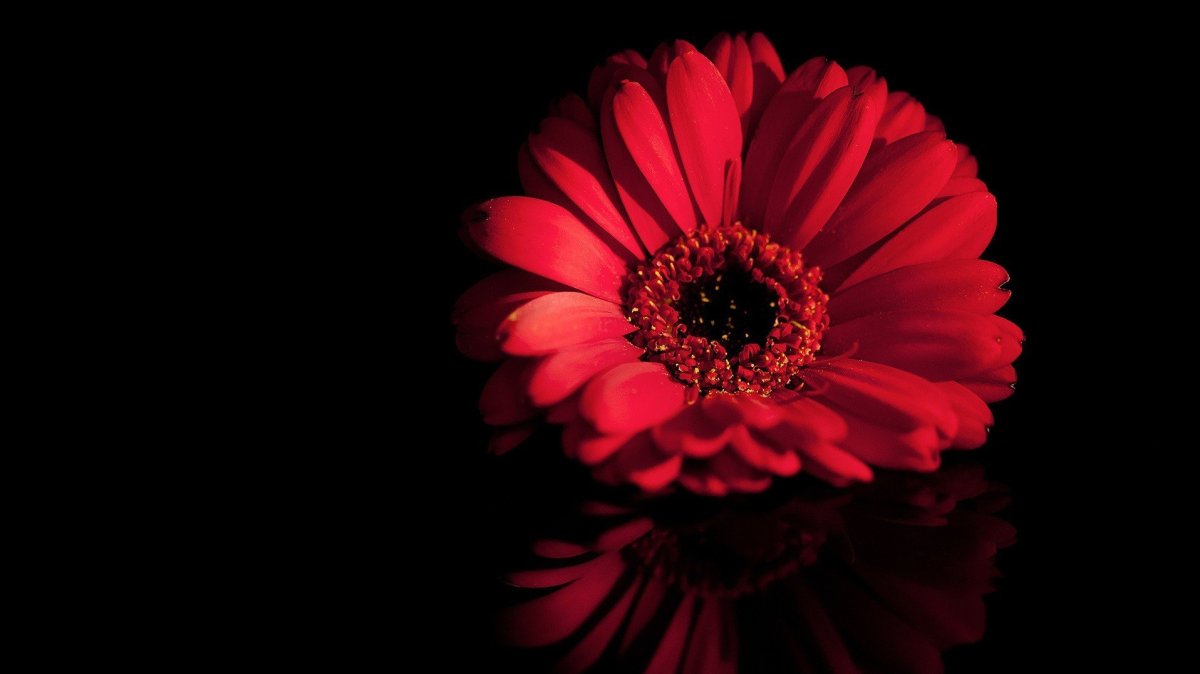 Красная роза на черном фоне