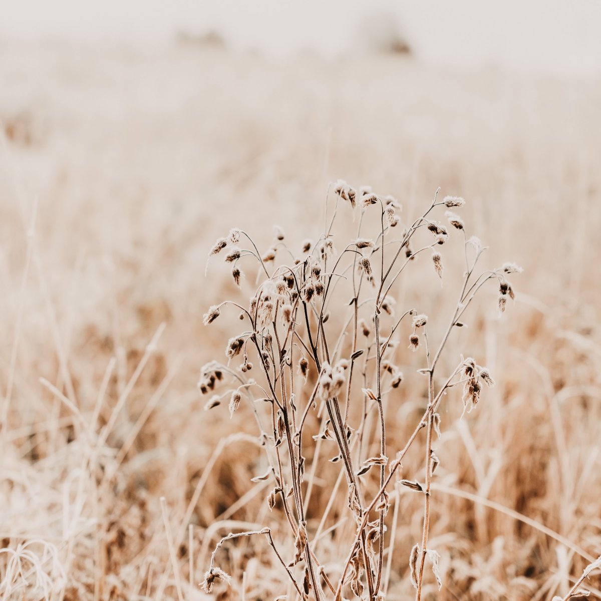 Природа в бежевых тонах