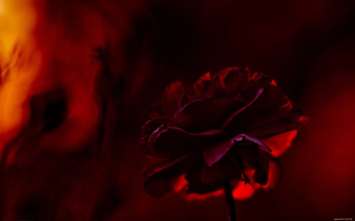 Неоновая роза