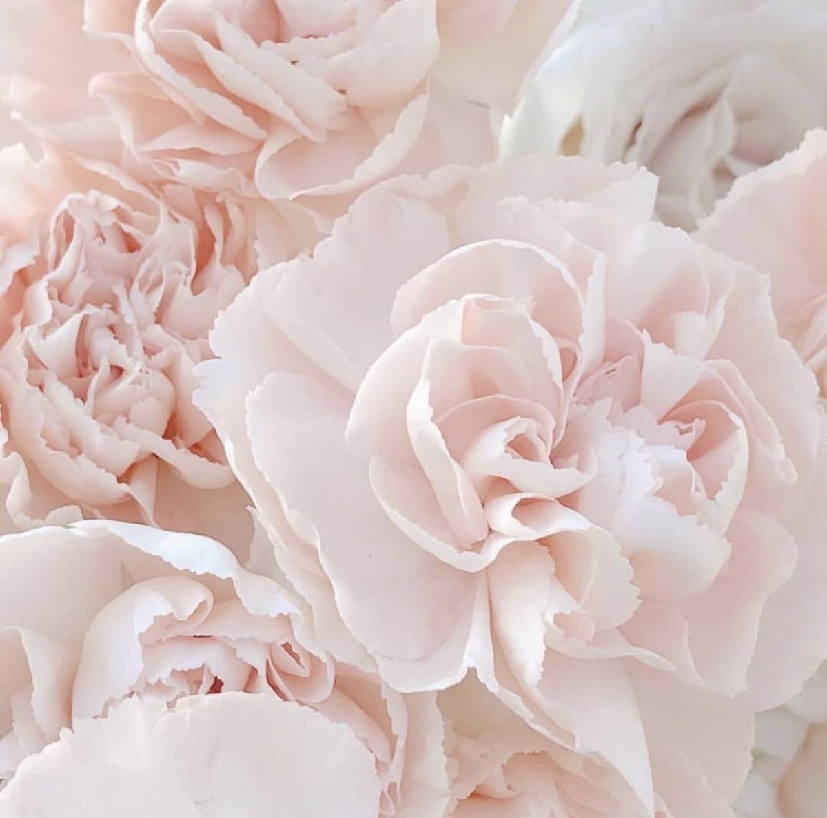 Пудровые пионы