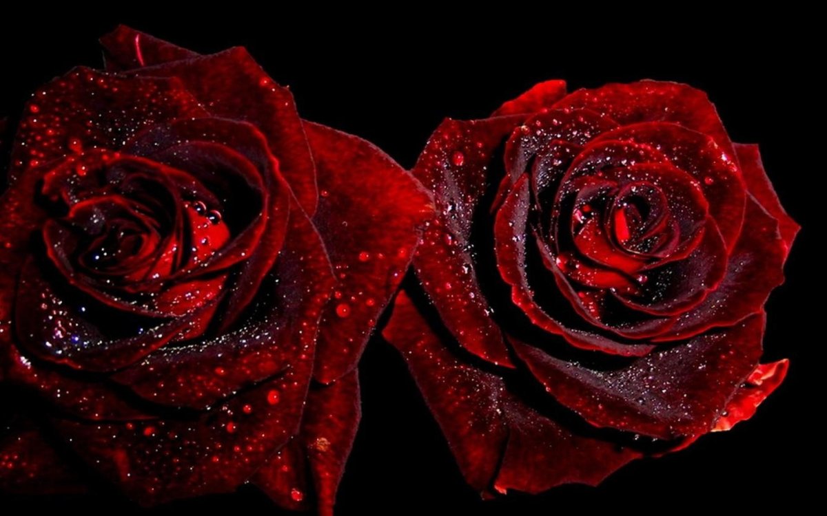 Блэк Роуз ред Роуз