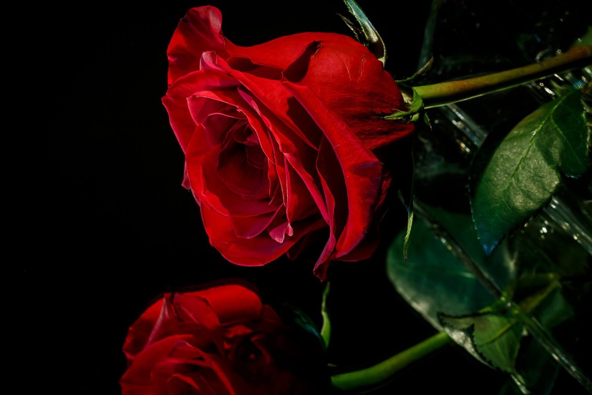 Огненный цветок