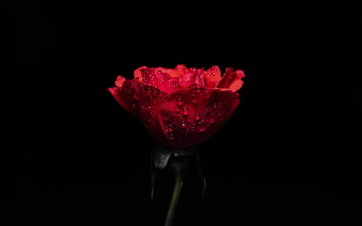 Роза на черном фоне