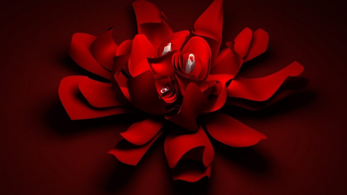 Красная роза на черном фоне