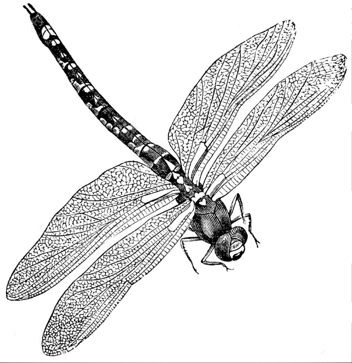 Стрекоза скетч