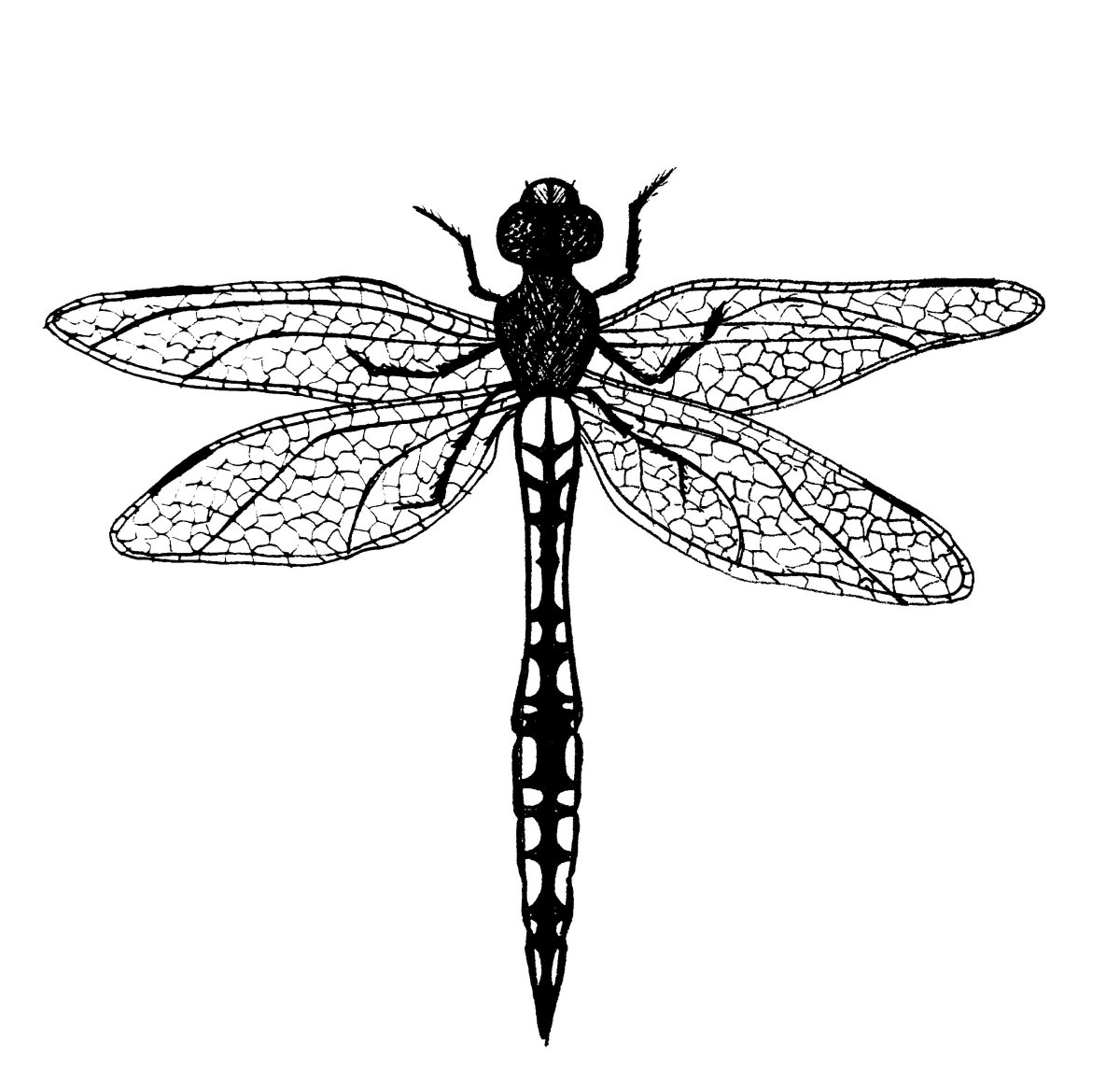 Стрекоза гравюра рисунок