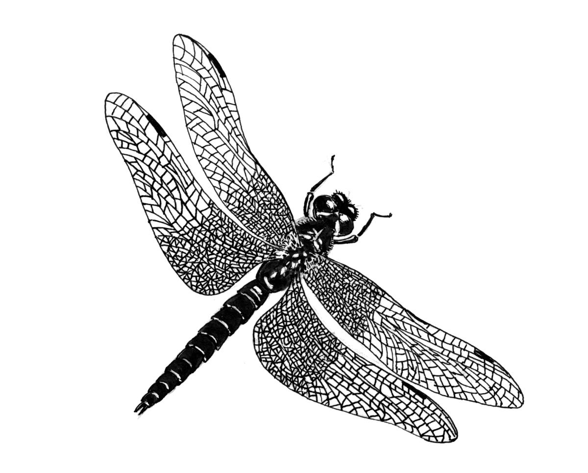 Стрекоза черно белая
