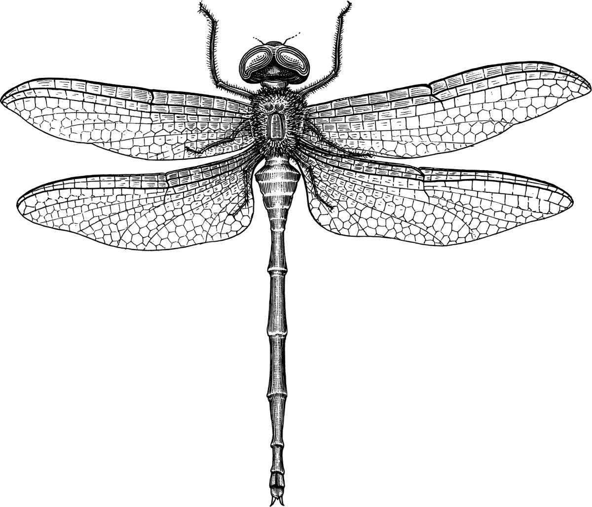 Стрекоза рисунок