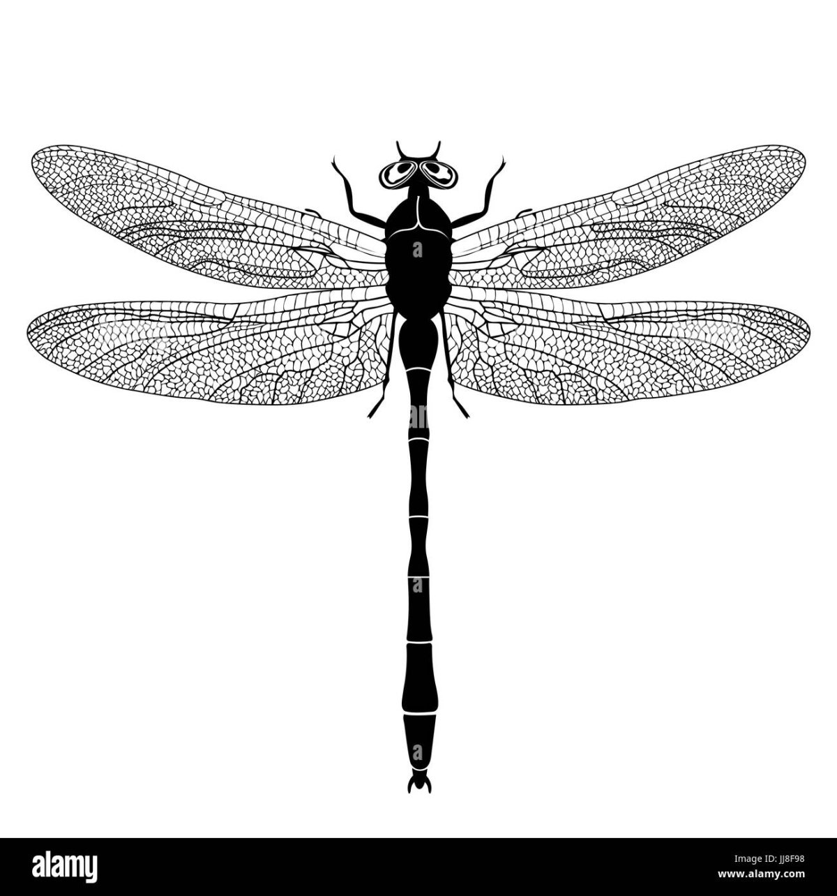 Стрекоза сверху рисунок черно белый