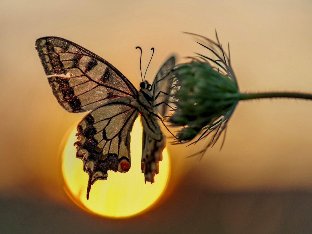 Бабочки со смыслом