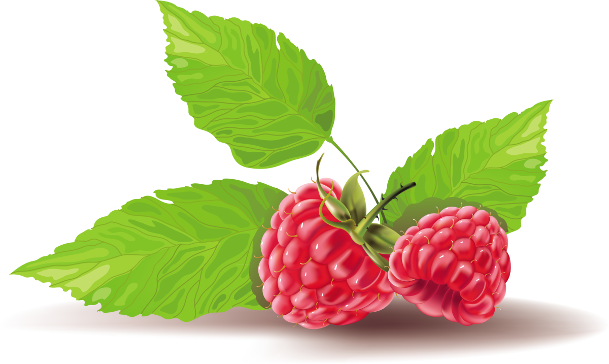 Малина рисунок