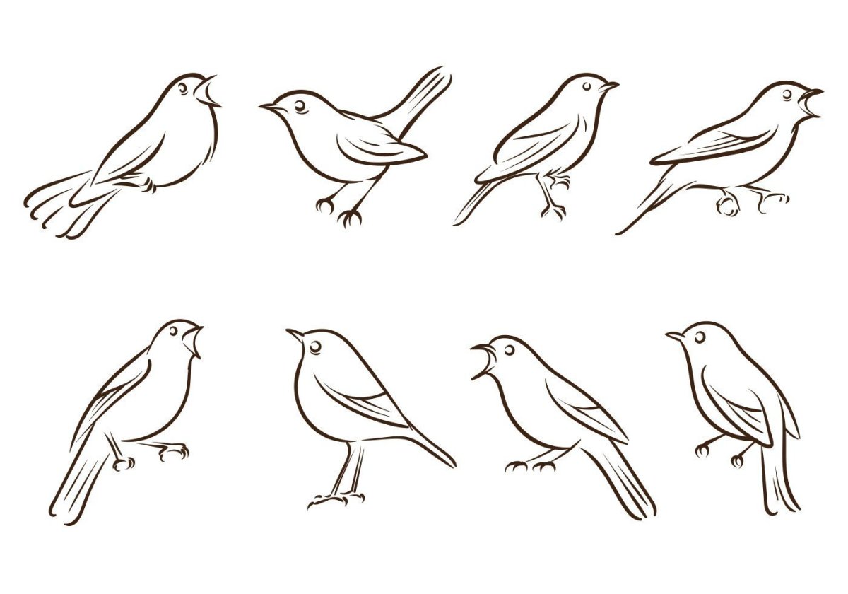 Скворец раскраска для детей