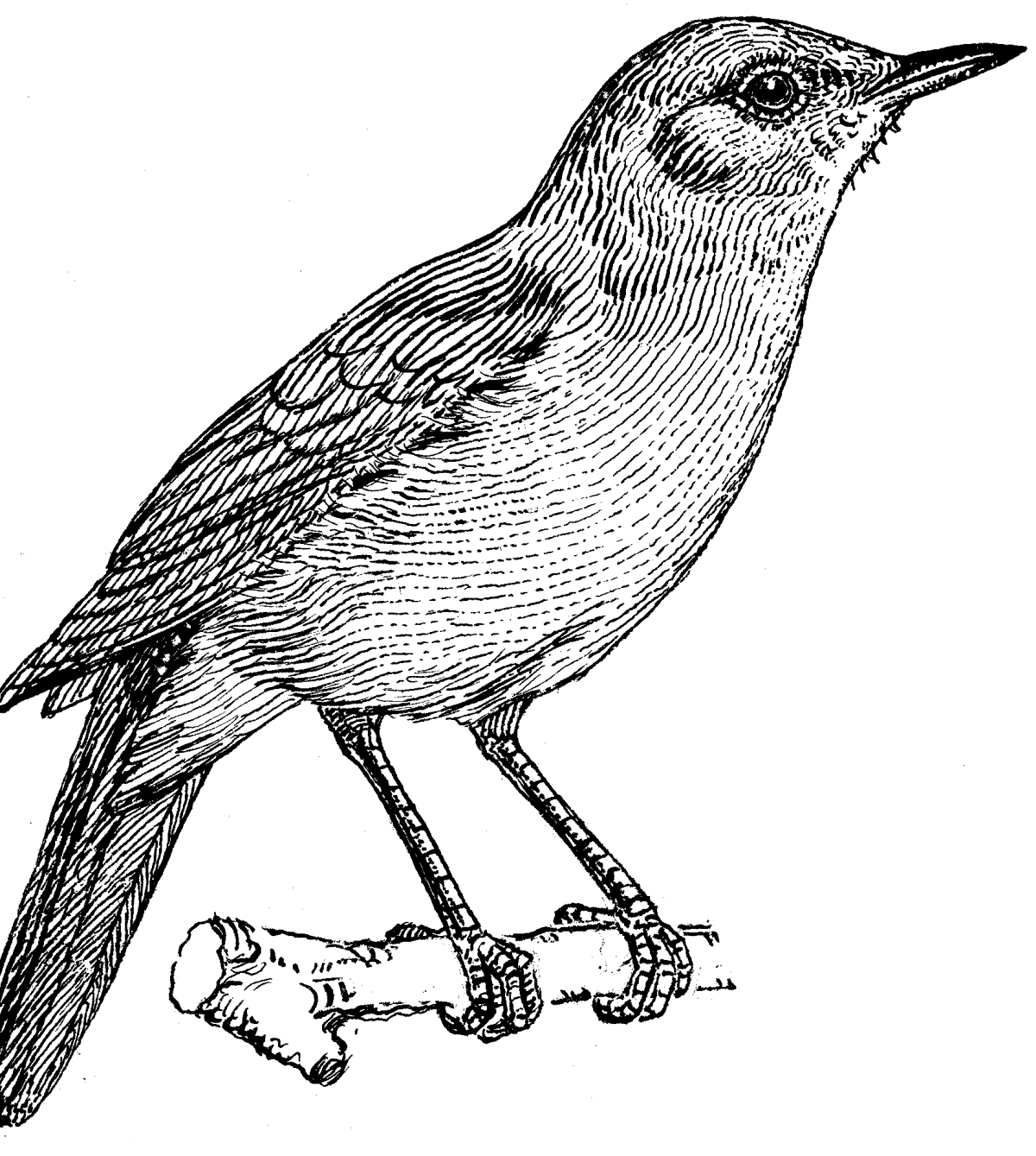 Дерево красивое нарисованное карандашом сидел Соловей