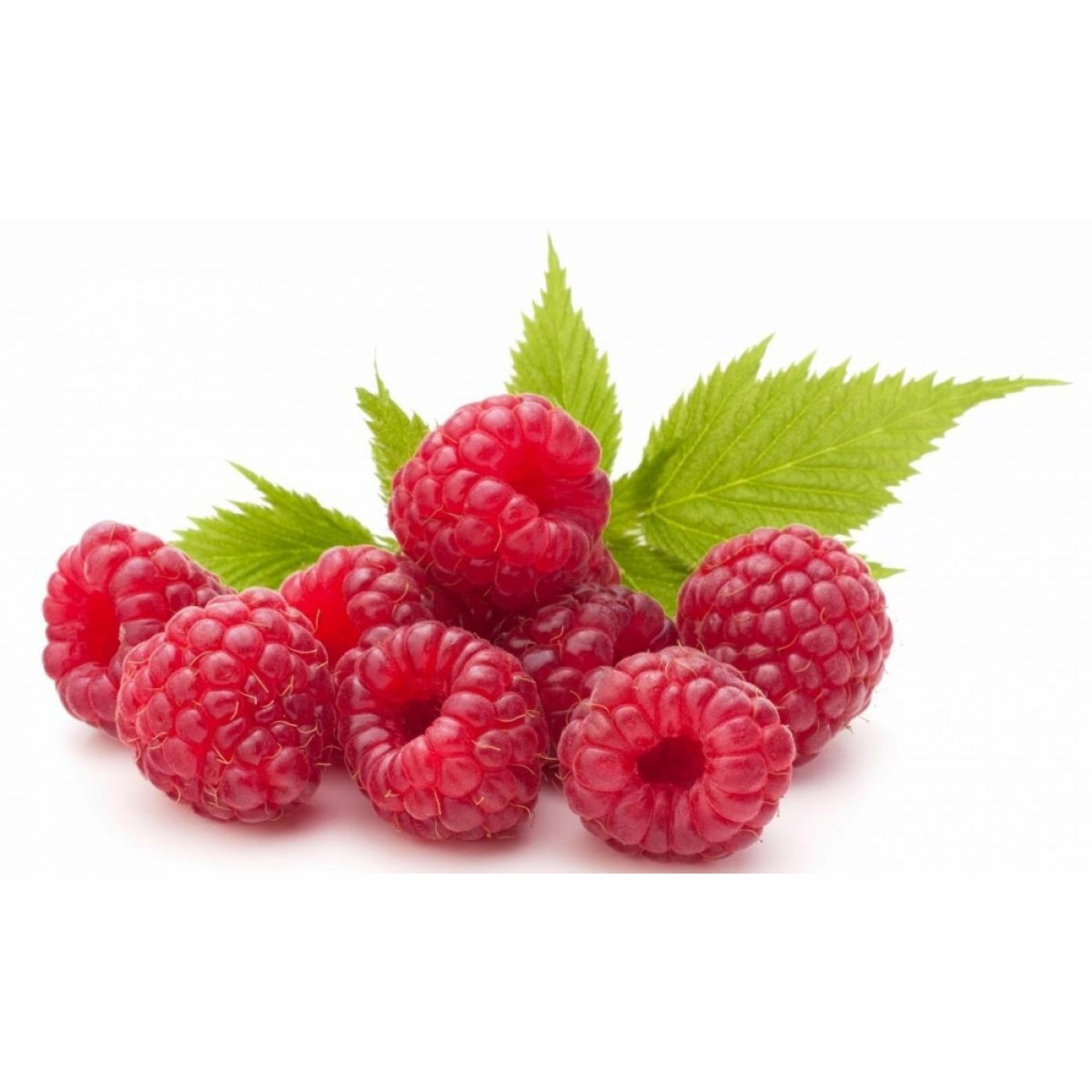 Куст малины на белом фоне