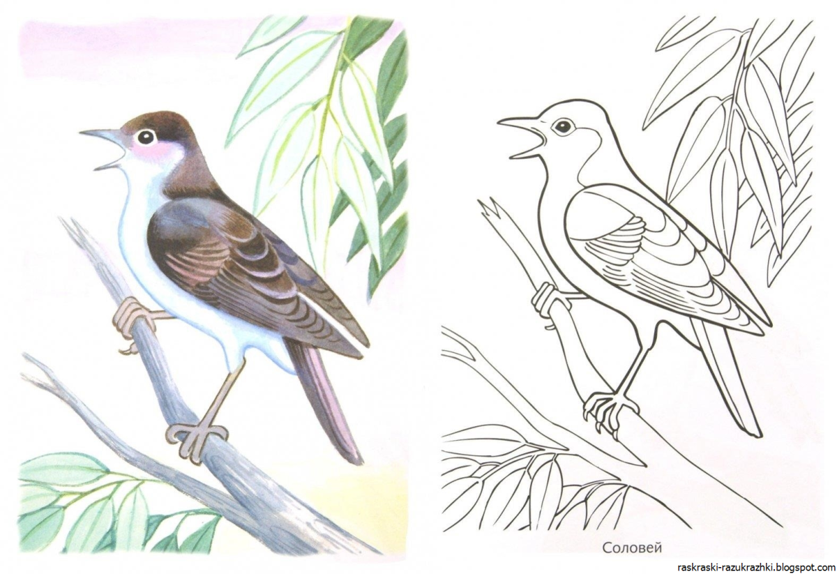 Перелетные птицы Раскрасск