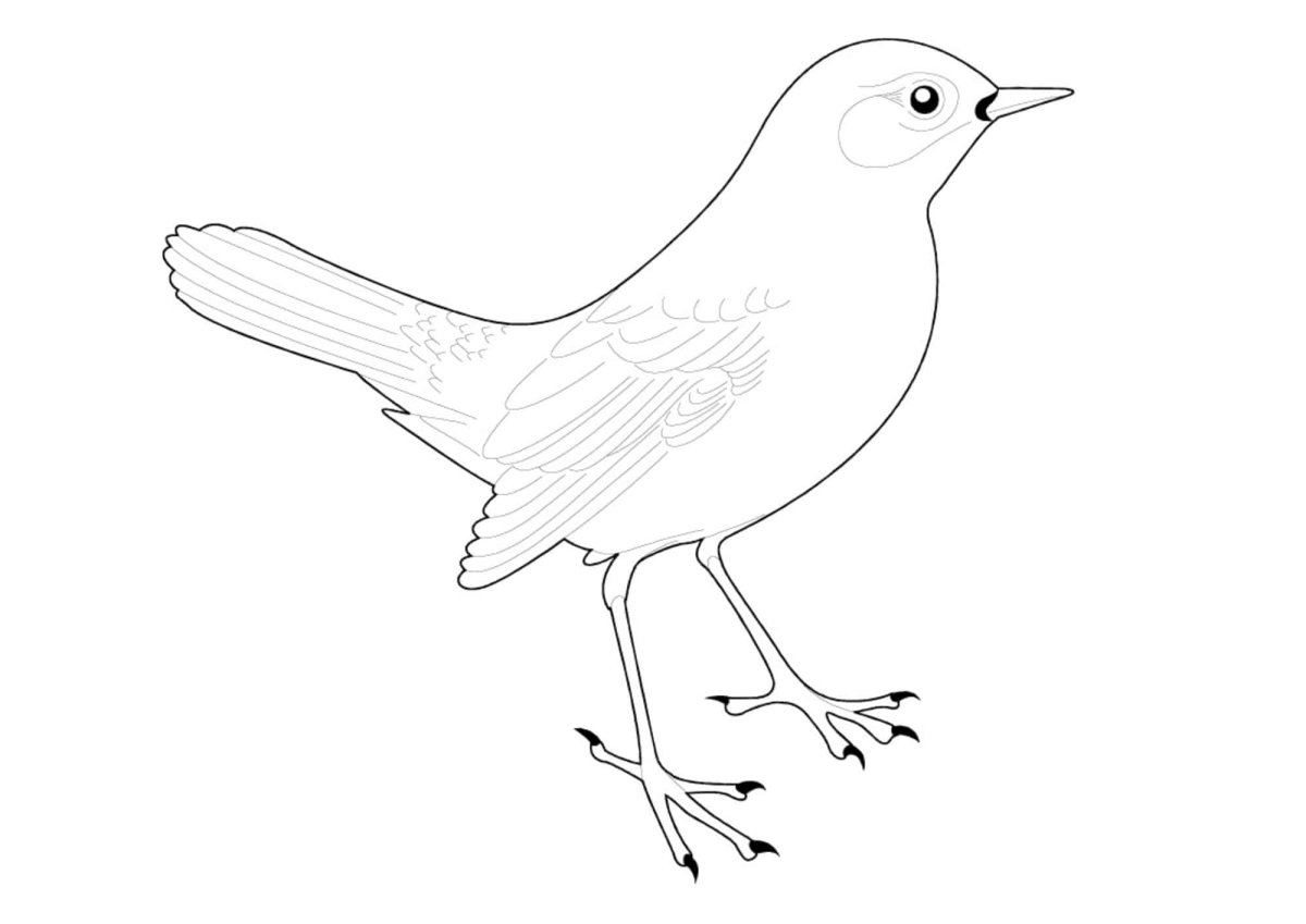 Птицы. Раскраска