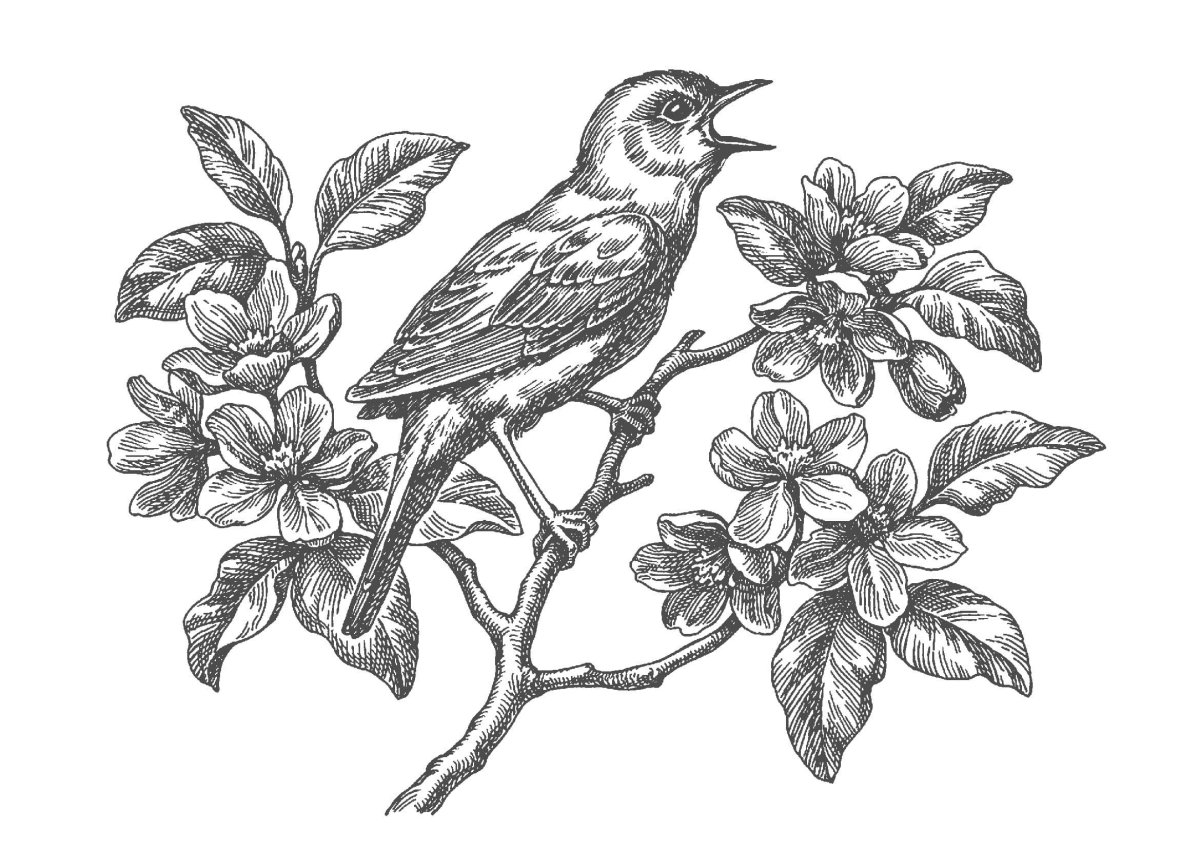 Раскраска Соловей птица