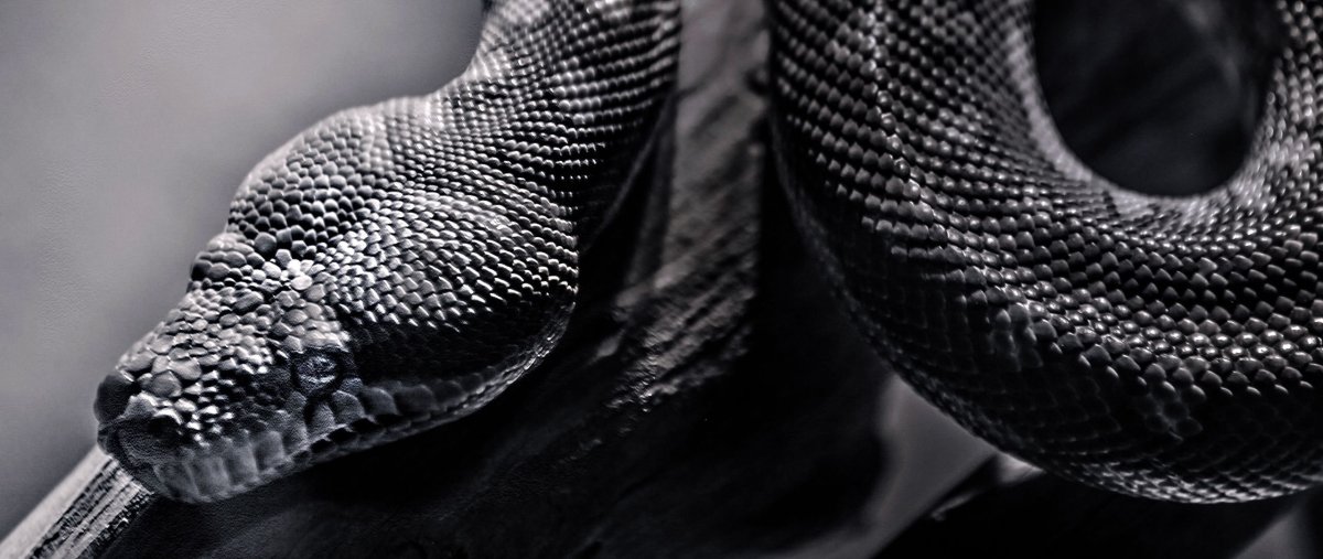 Черная змеиная кожа