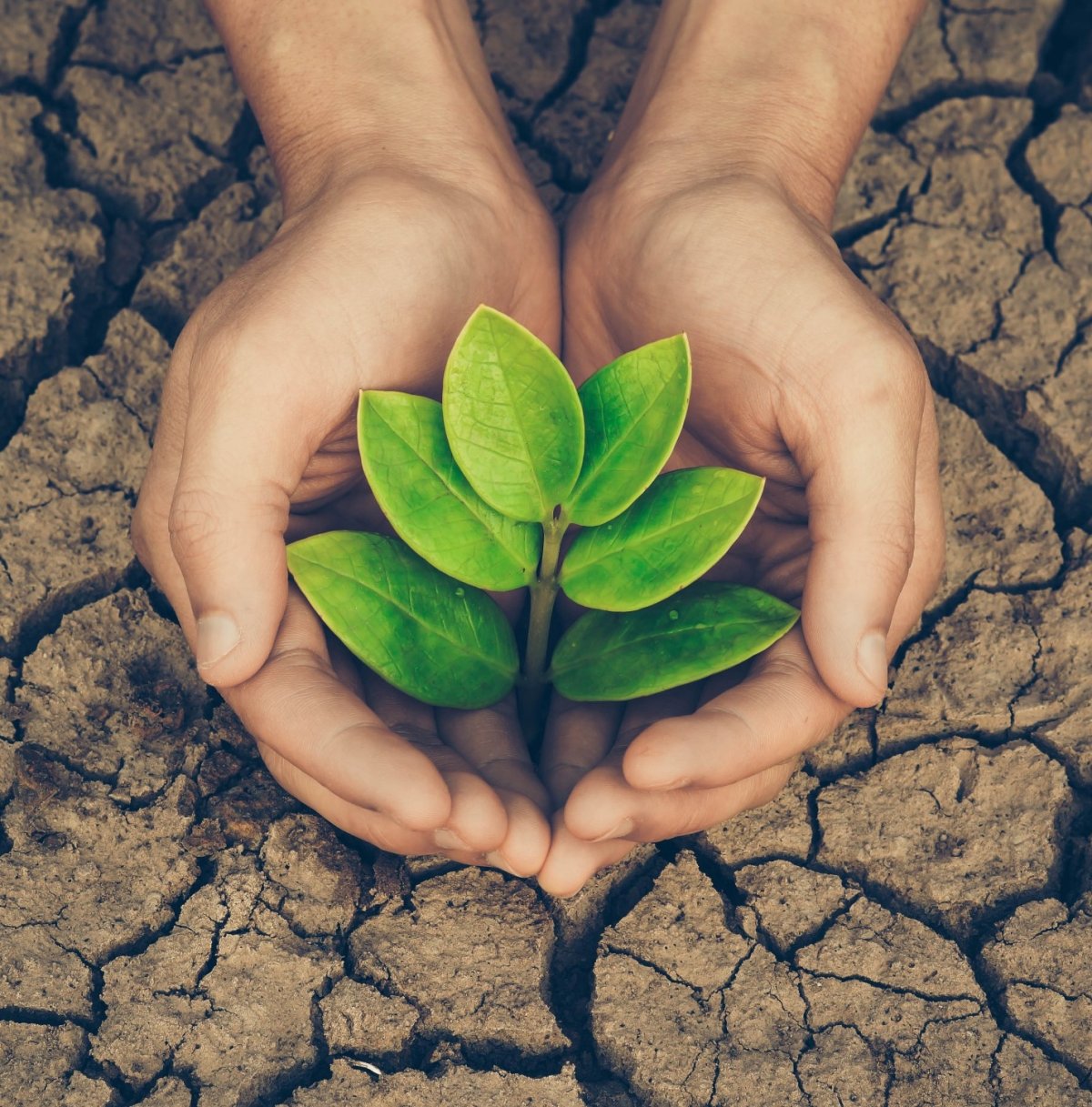 Ценности картинки