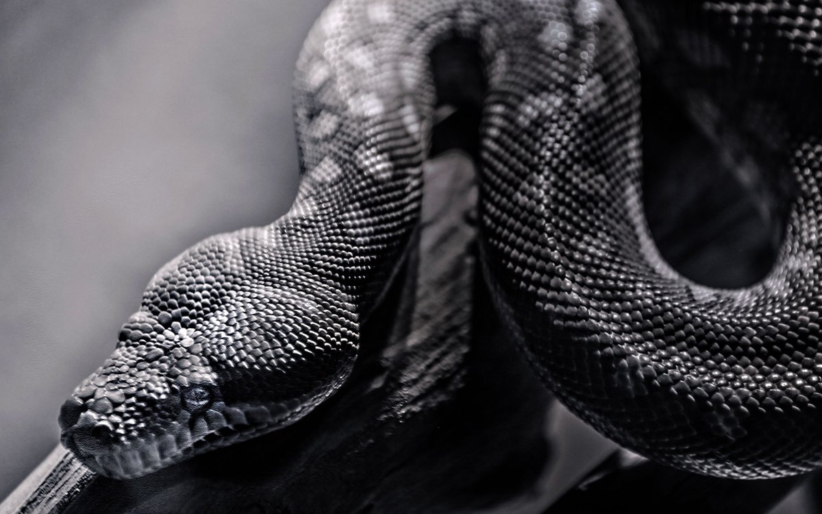 Черный Аспид змея