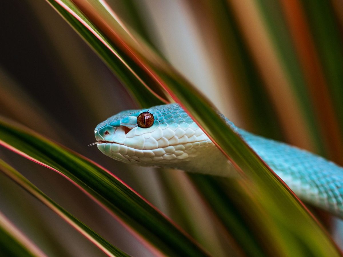 Змеи картинки