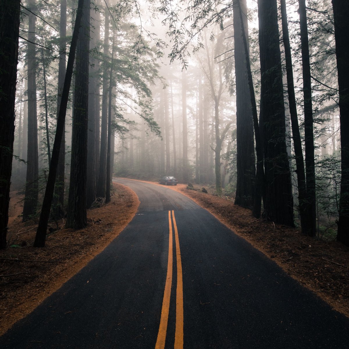 Природа лес дорога