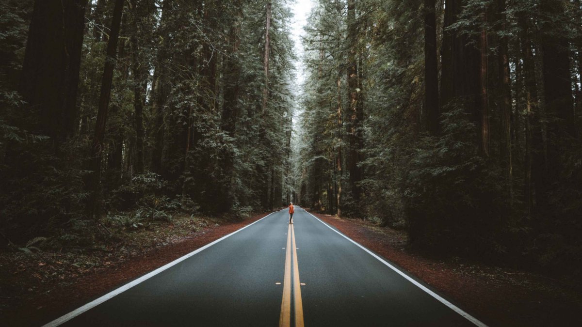 Американская дорога в лесу